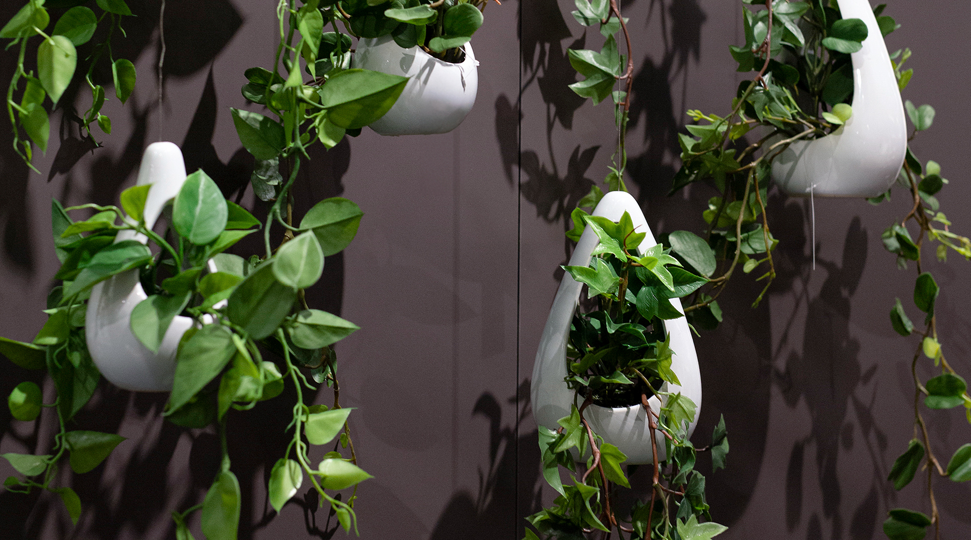 Plants in hanging vases
