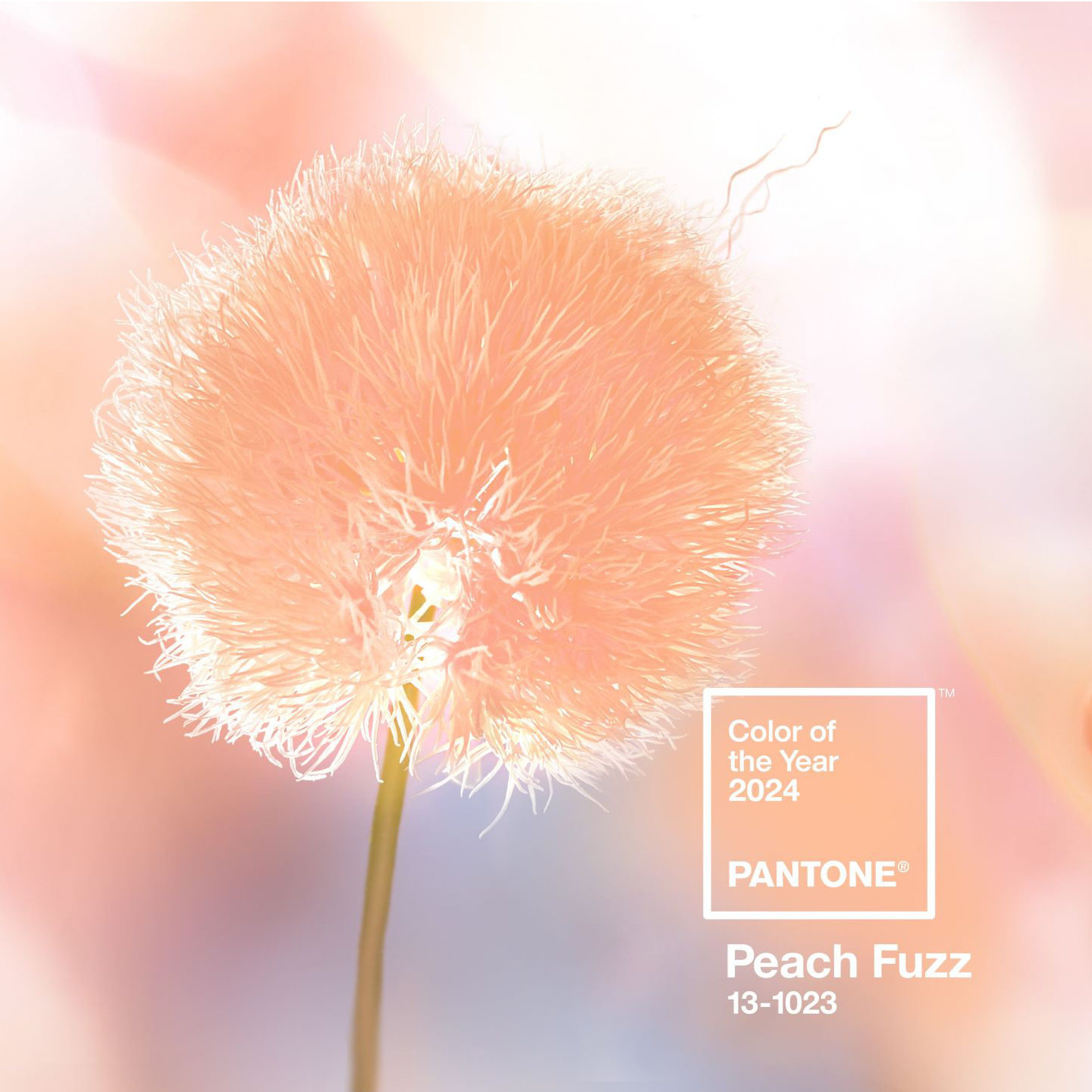 Pantone Farbe 2024: Peach Fuzz